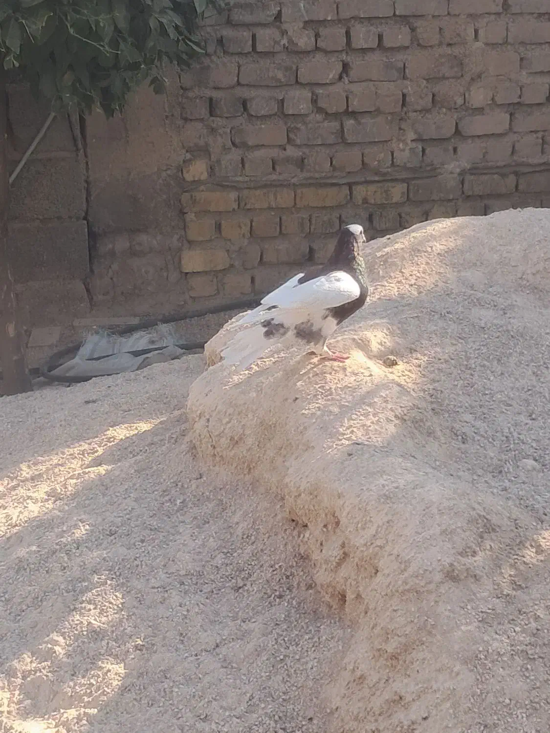 کبوتر طوقی نر فروشی|پرنده|طسوج, |دیوار
