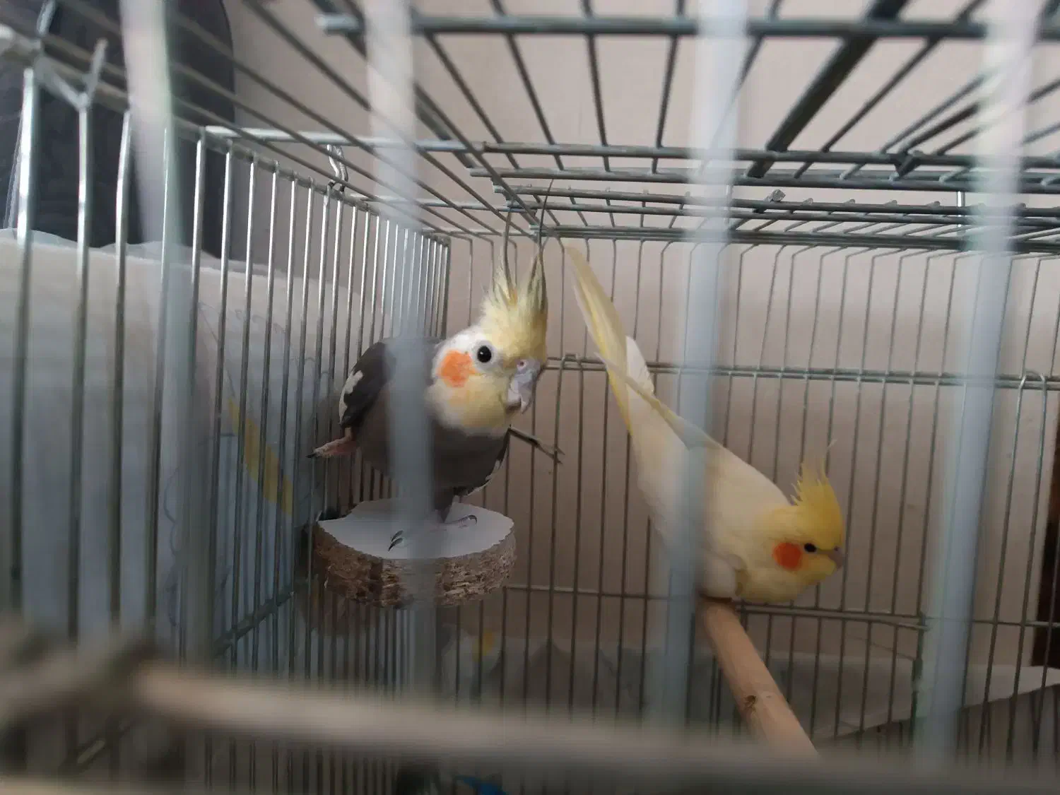 عروس هلندی|پرنده|شاهین‌شهر, مسکن مهر|دیوار