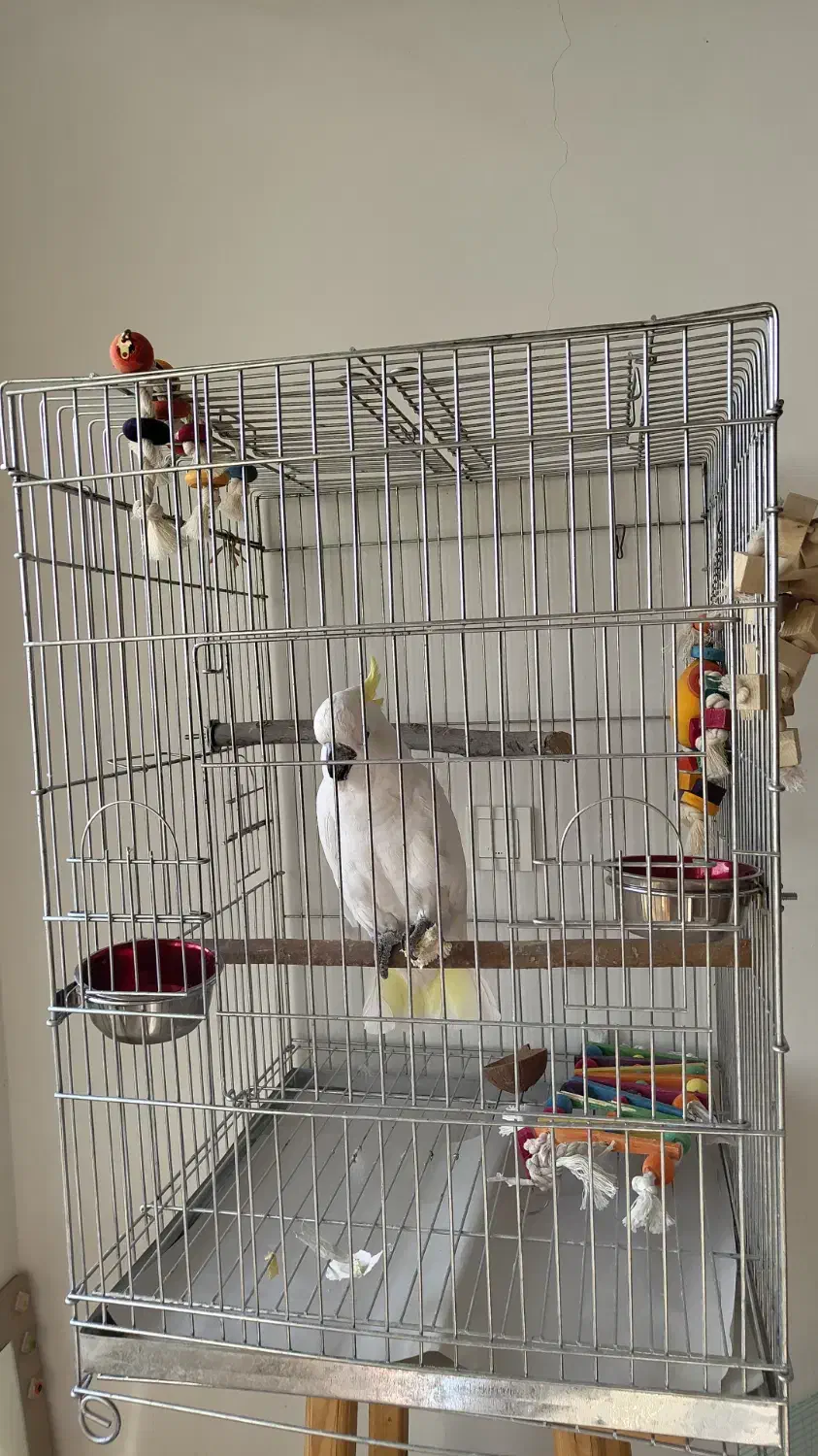 قفس آرا کاکادو کاسکو شاه طوطی|لوازم جانبی حیوانات|کن, |دیوار