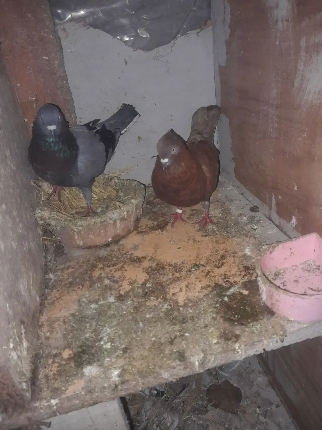 کبوتر|پرنده|لولمان, |دیوار