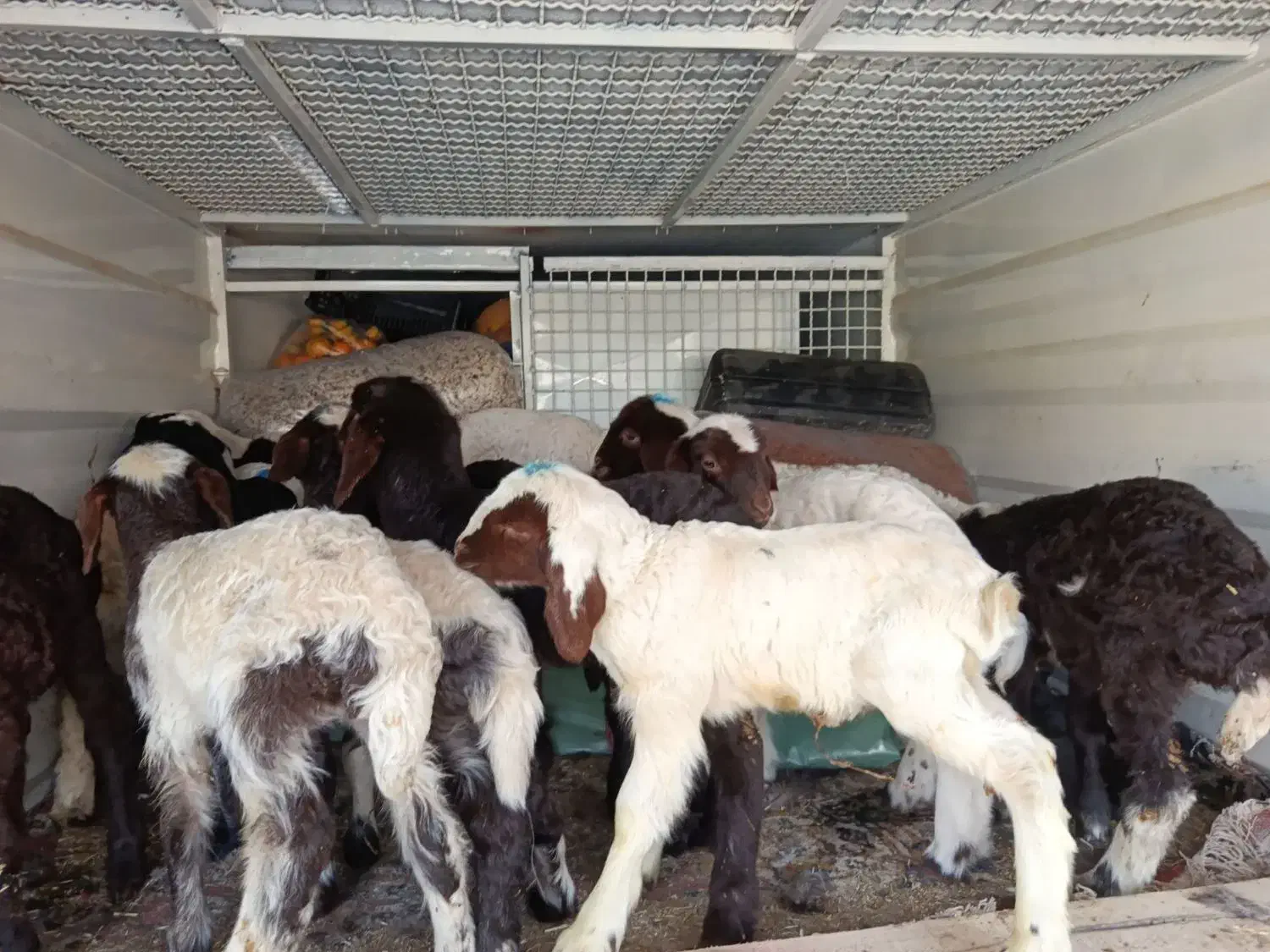 بره شیری 29عدد مکان کاشمر|حیوانات مزرعه|تربت‌حیدریه, میدان مرکزی|دیوار