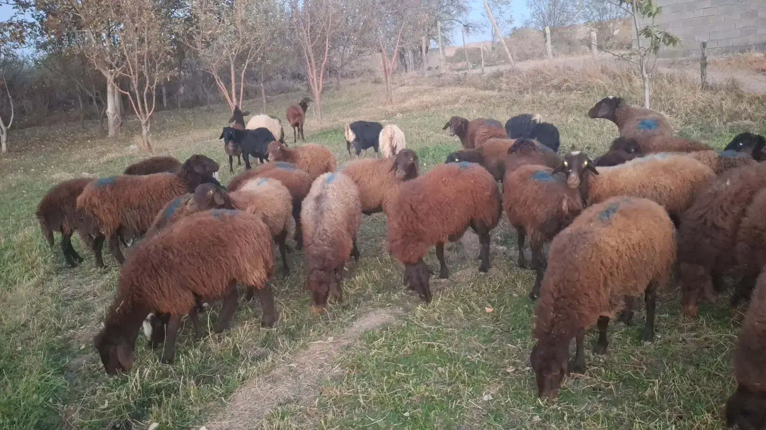 فروش|حیوانات مزرعه|شادیان, |دیوار