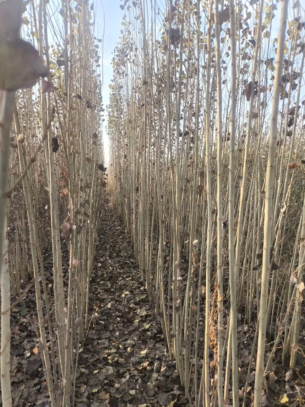 صنوبر|گل و گیاه طبیعی|میاندوآب, |دیوار