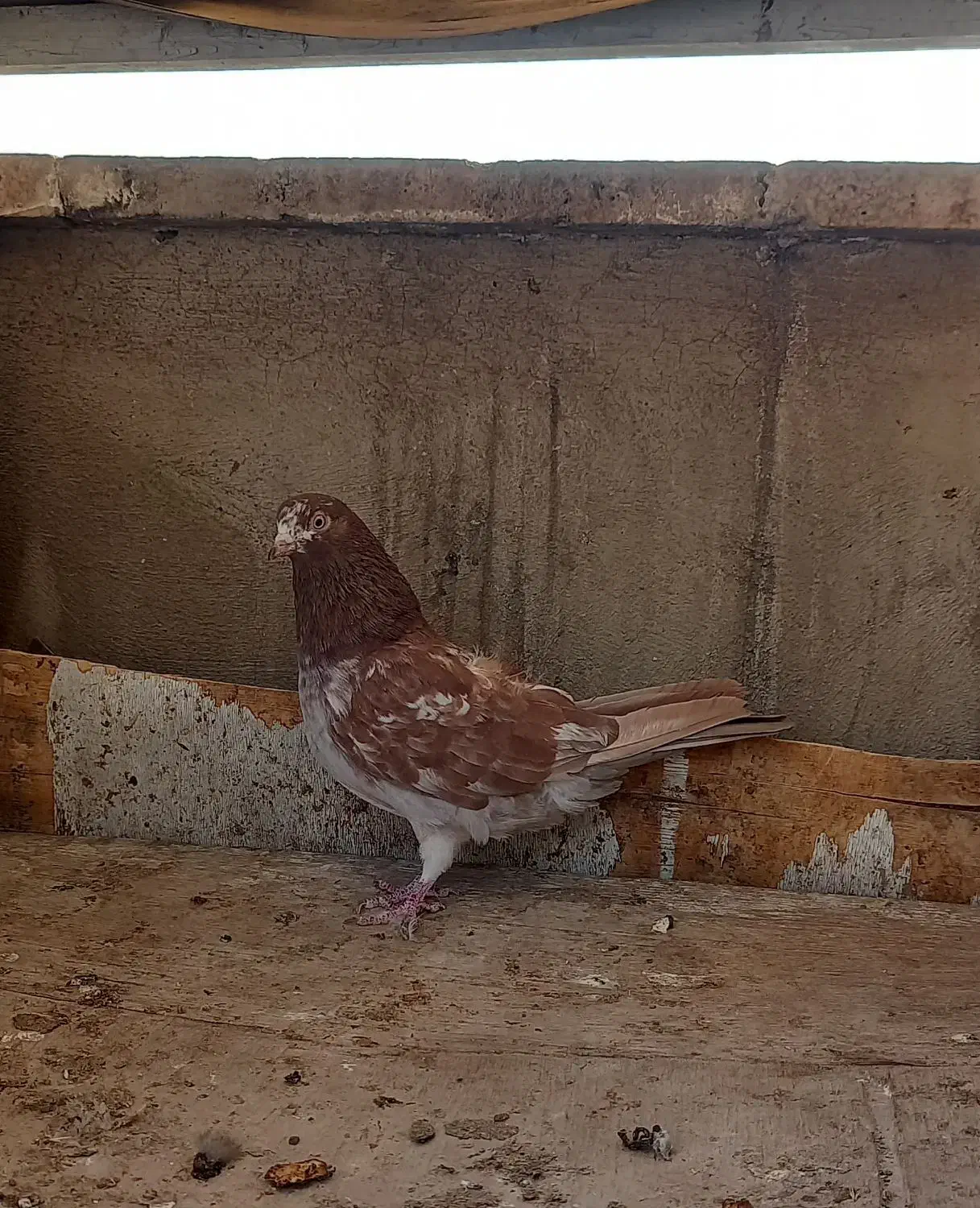 کفتر دوتا ماده انگلیسی|پرنده|ری, سرتخت|دیوار