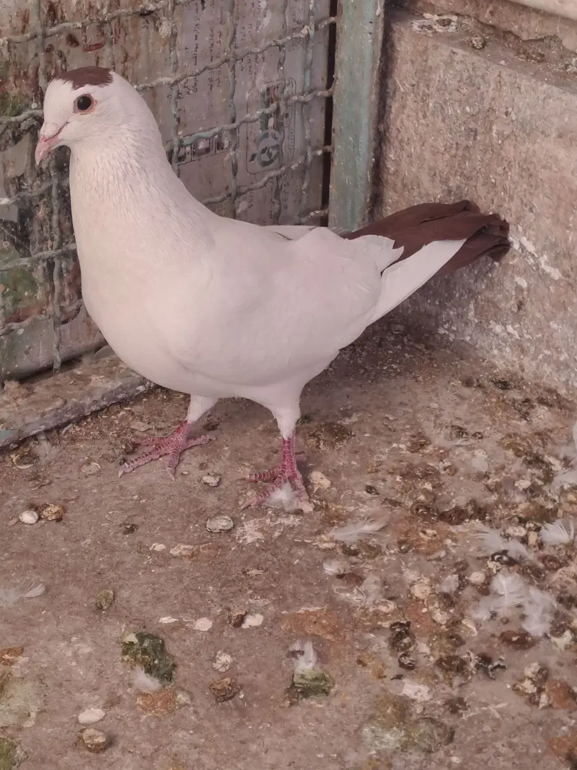 دمبی|کلکسیون و سرگرمی|کرمان, |دیوار