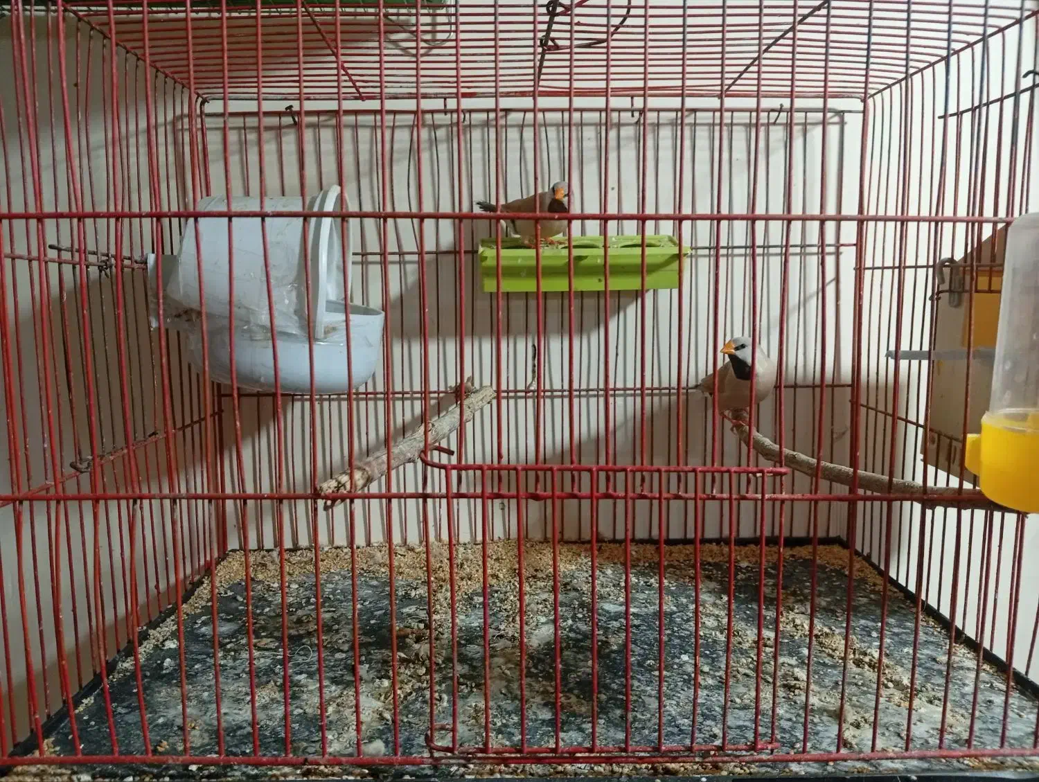 فنچ کرواتی|پرنده|اهواز, کوی فرهنگیان ۲|دیوار