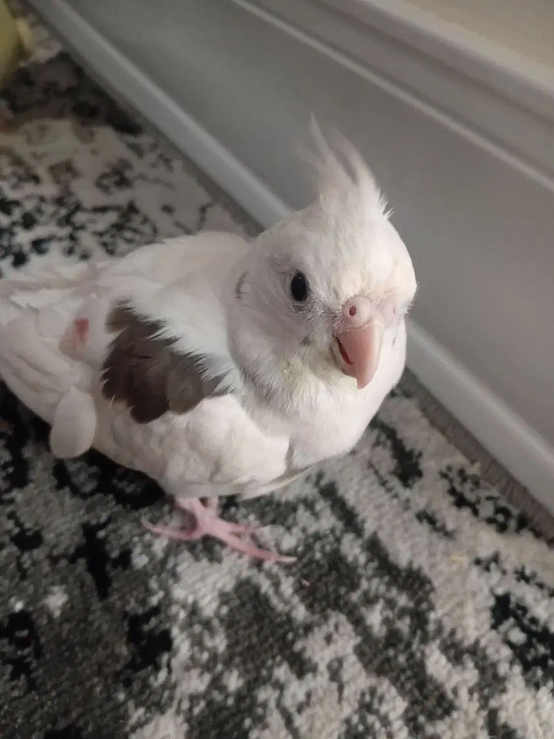 دوتا عروس هلندی|پرنده|شیروان (خراسان), |دیوار