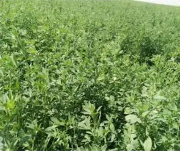 فروش یونجه دامی|خدمات باغبانی و درختکاری|ازنا, |دیوار