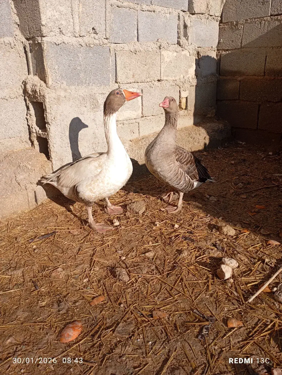 فروش یک جفت غاز|حیوانات مزرعه|مرودشت, ثبت احوال|دیوار