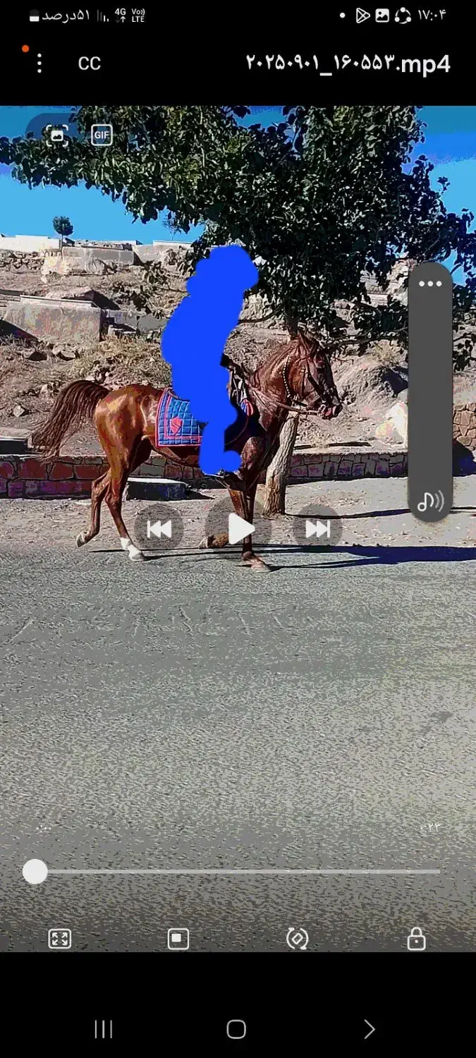 نریان|اسب و تجهیزات اسبسواری|سبزوار, توحیدشهر|دیوار