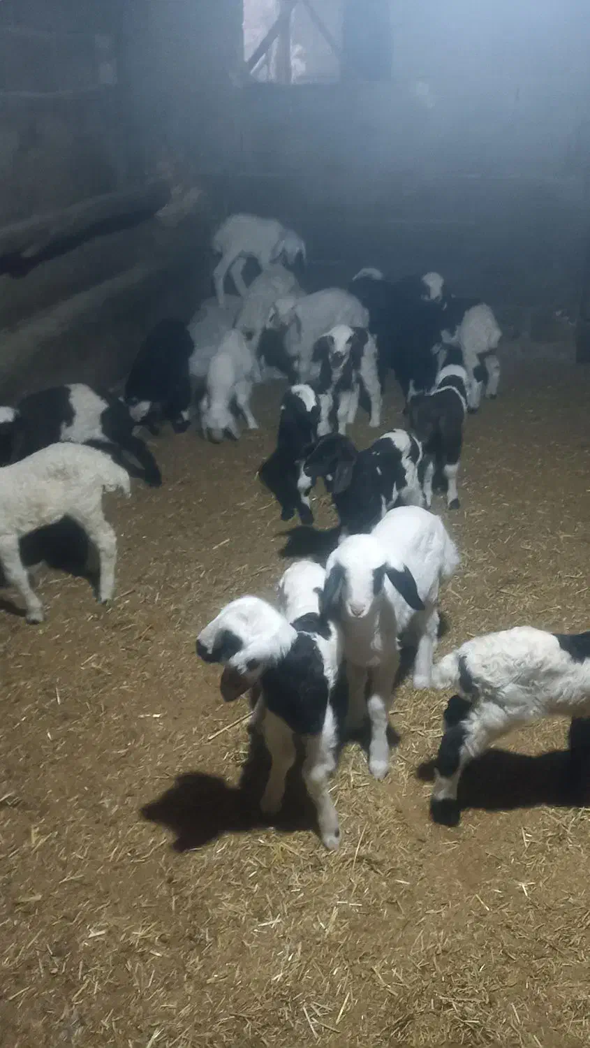 ۱۰عددمیش وبره|حیوانات مزرعه|بیلوار, |دیوار