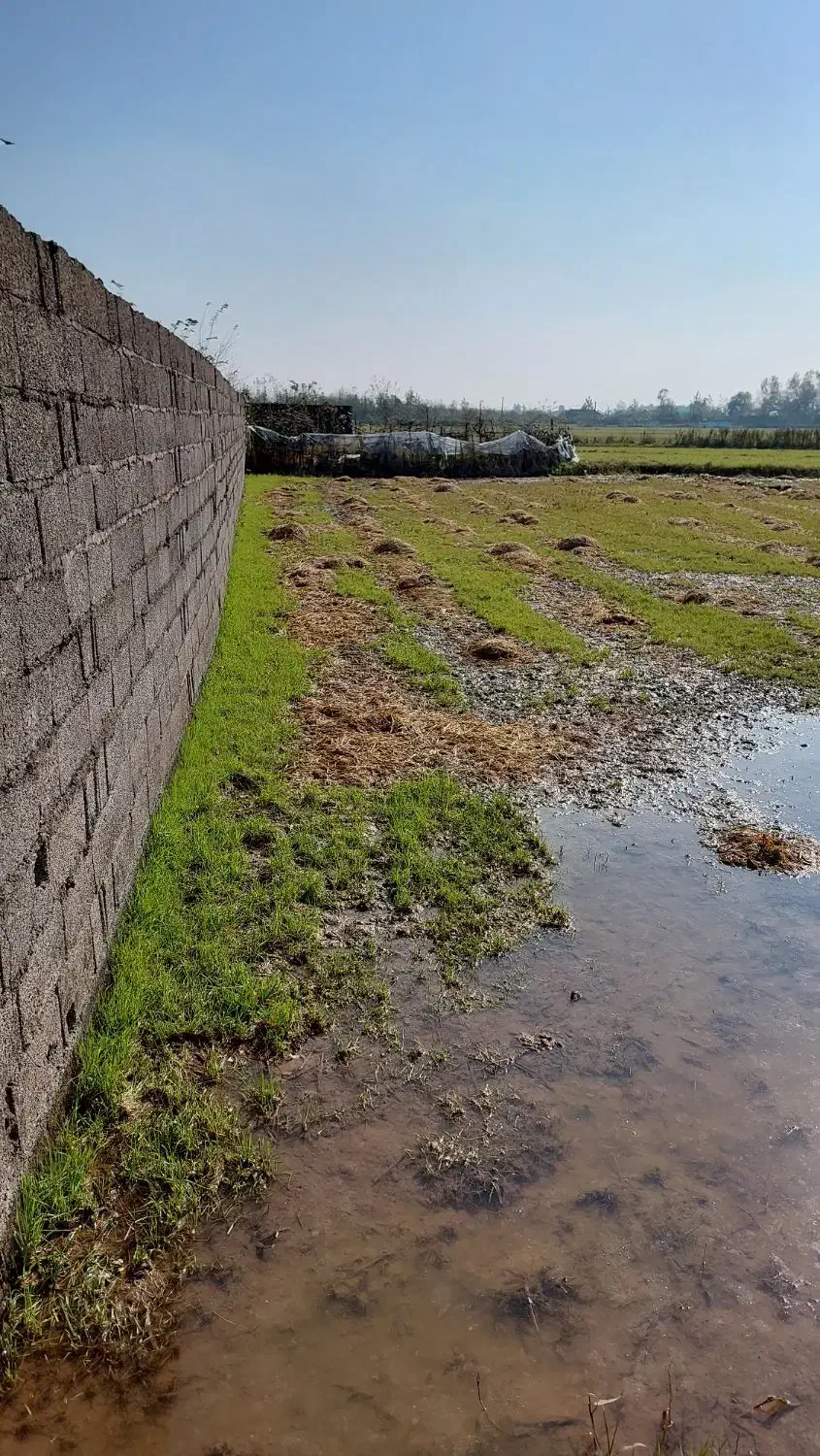 زمین کشاورزی به متراژ ۲۰۰۰ متر|فروش دفتر صنعتی، کشاورزی، تجاری|خمام, |دیوار