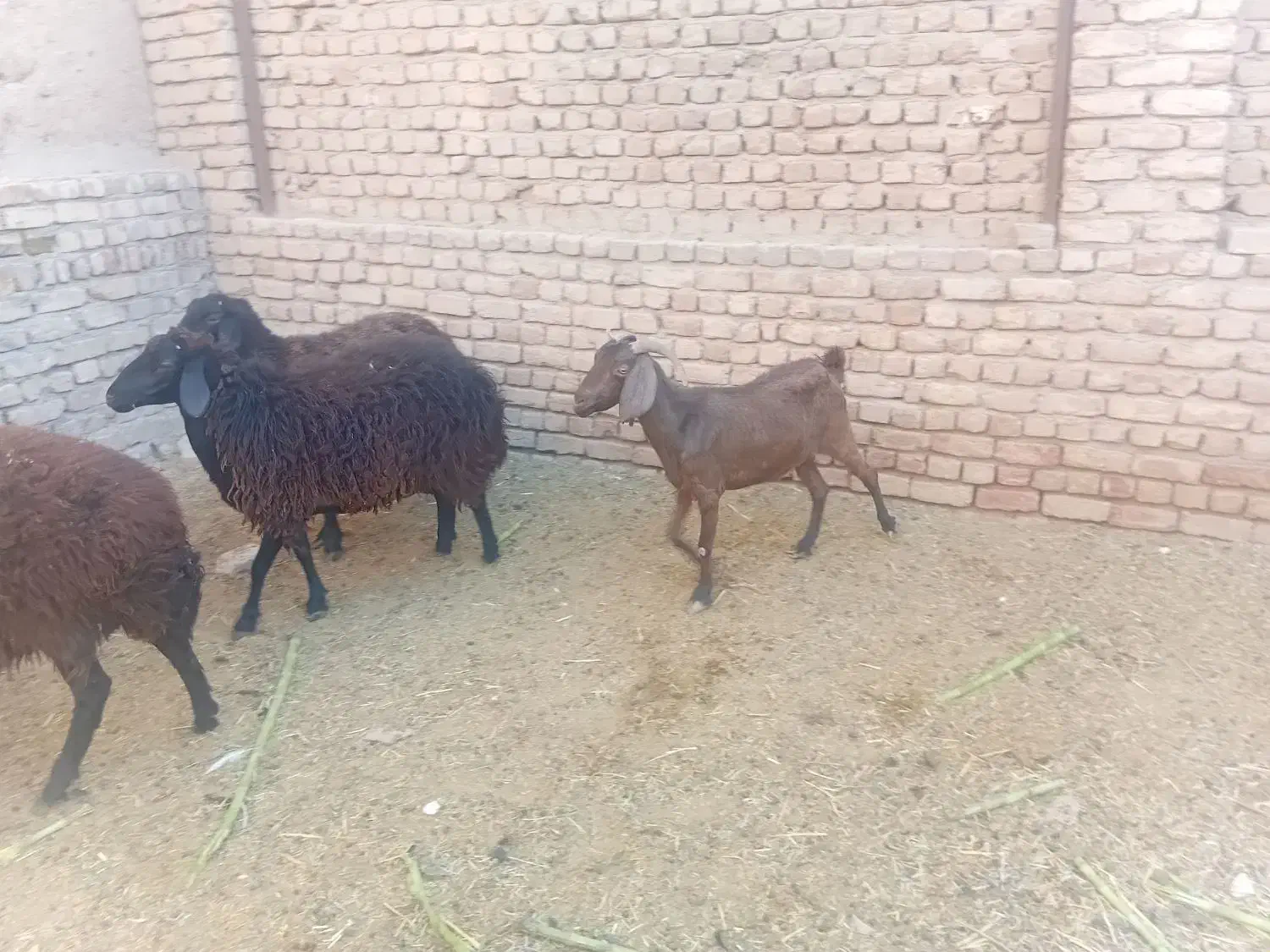 دوتا بز|حیوانات مزرعه|آران و بیدگل, |دیوار