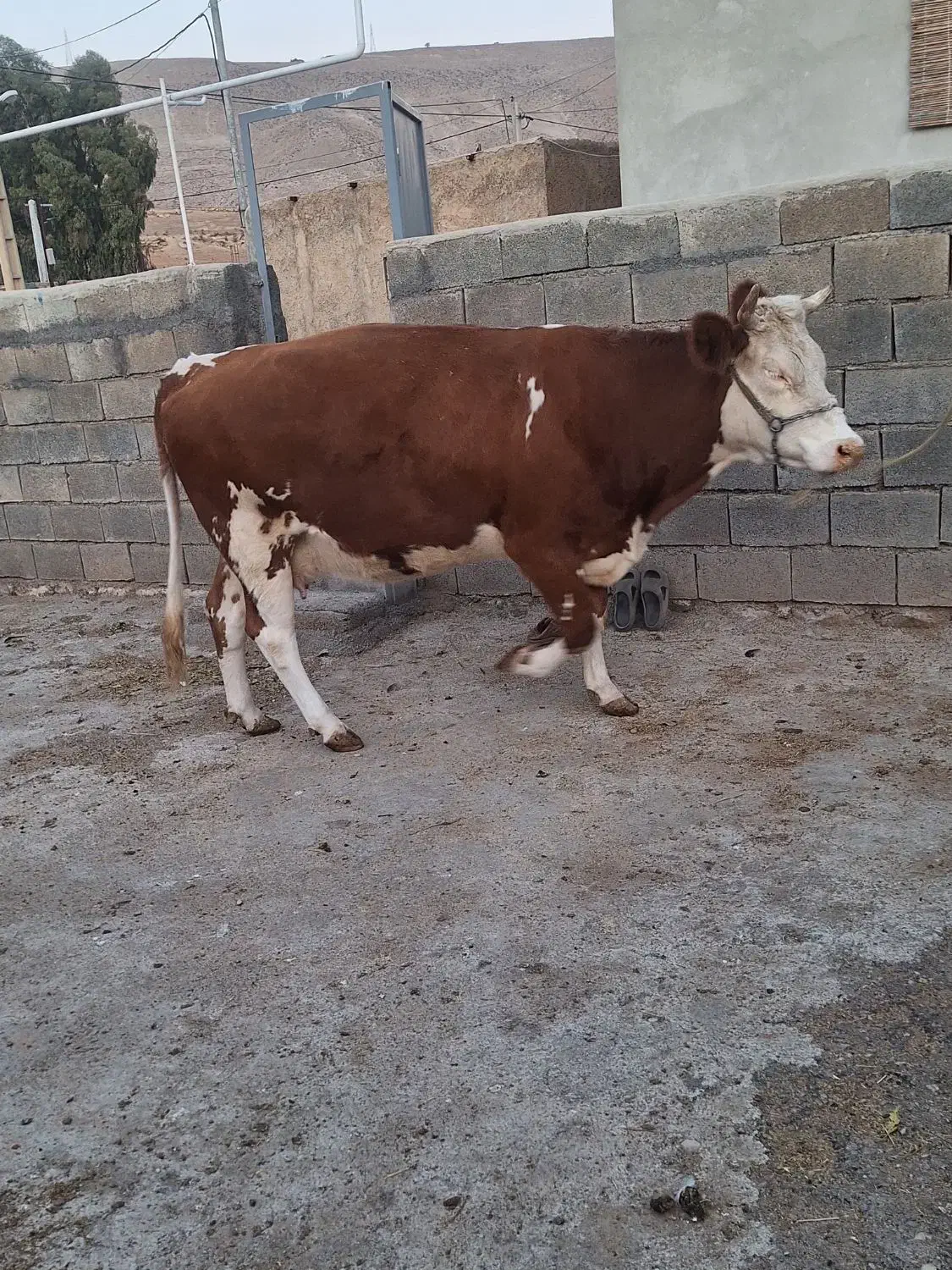 گاو آبستن|حیوانات مزرعه|کارزان, |دیوار