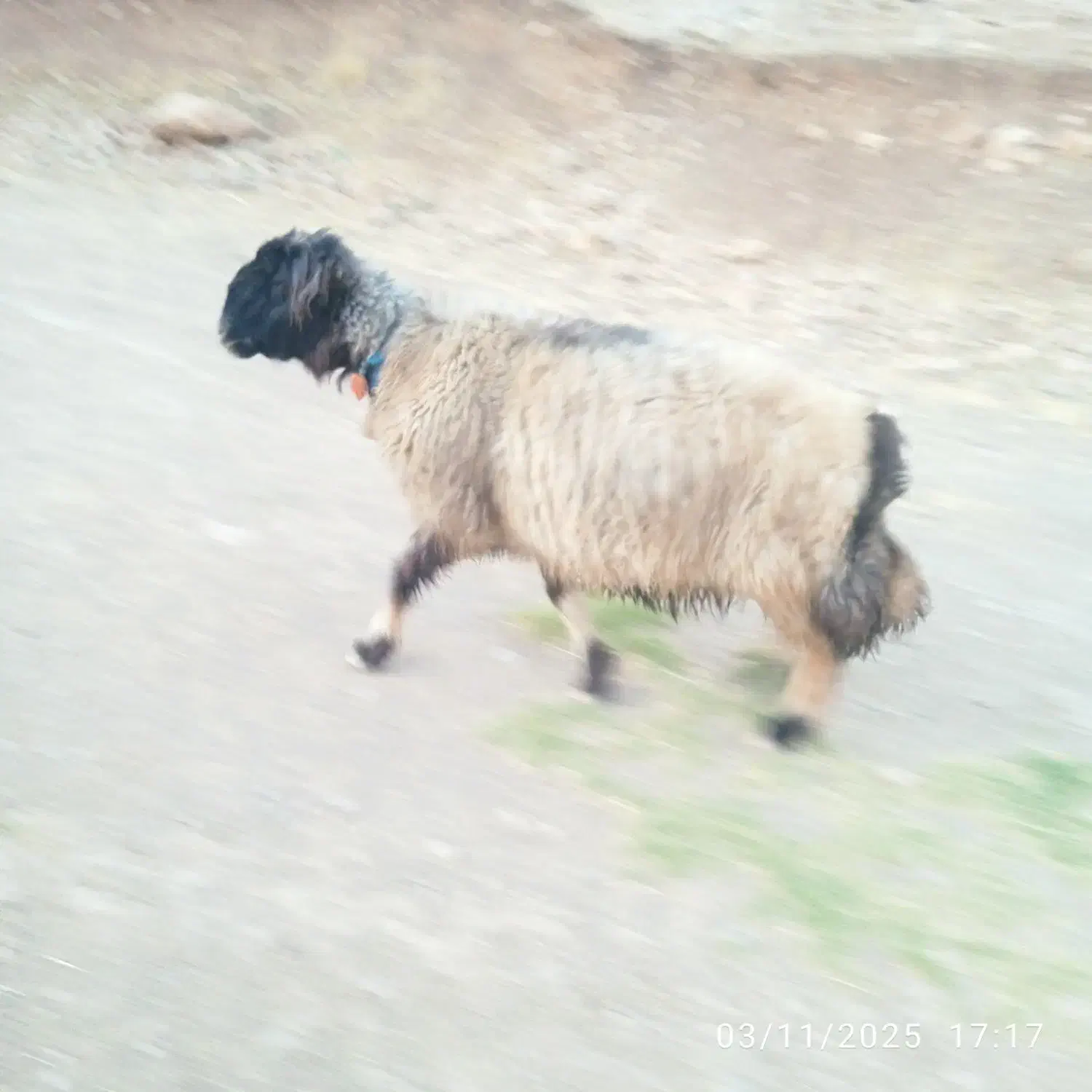 میش ترک اصل|حیوانات مزرعه|صمصامی, |دیوار