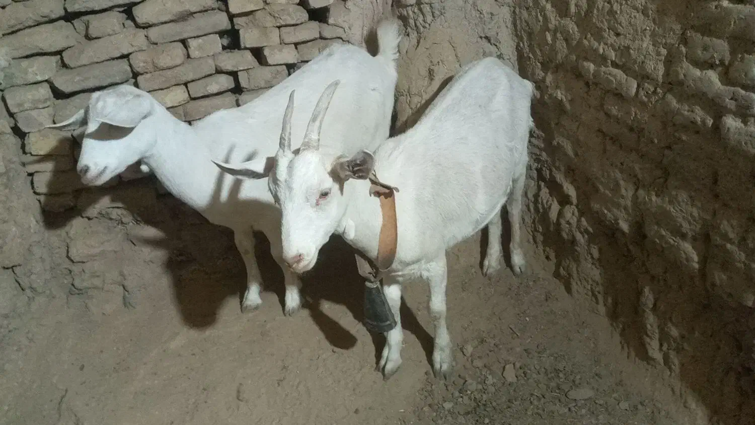 دو عدد غیریت سانن|حیوانات مزرعه|میبد, |دیوار