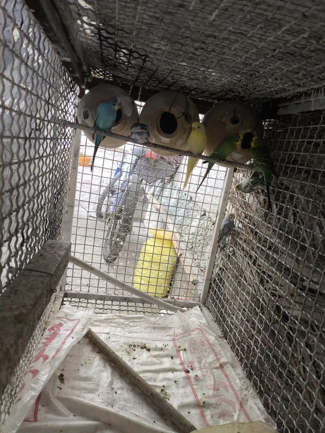 مرغ عشق هست جف بزرگ واکی هست|پرنده|مهر, |دیوار