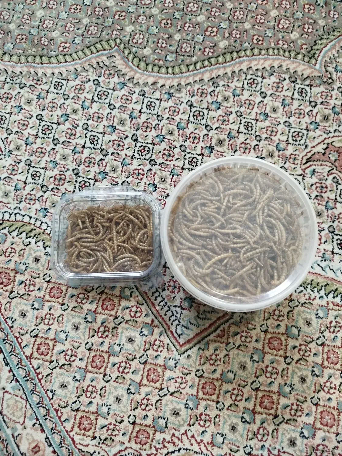 کرم میلورم خشک شده|خزنده|مشهد, شاهد (شهرک غرب)|دیوار