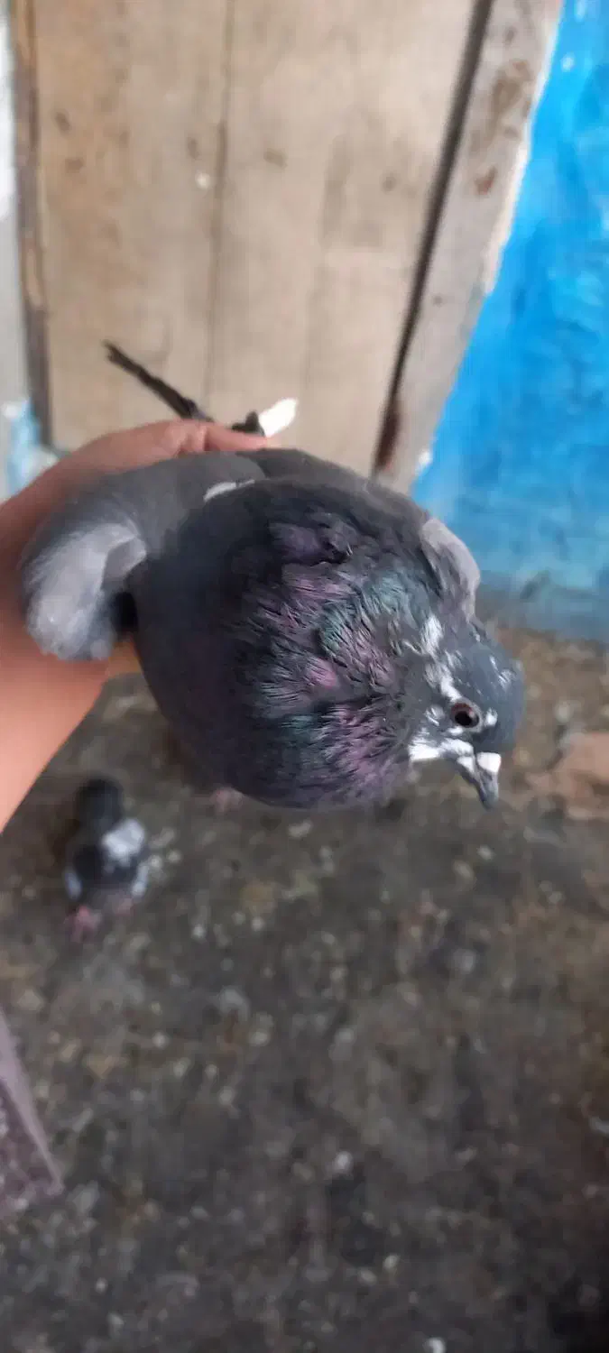 کفتر پرشی|پرنده|دماوند, دماوند|دیوار