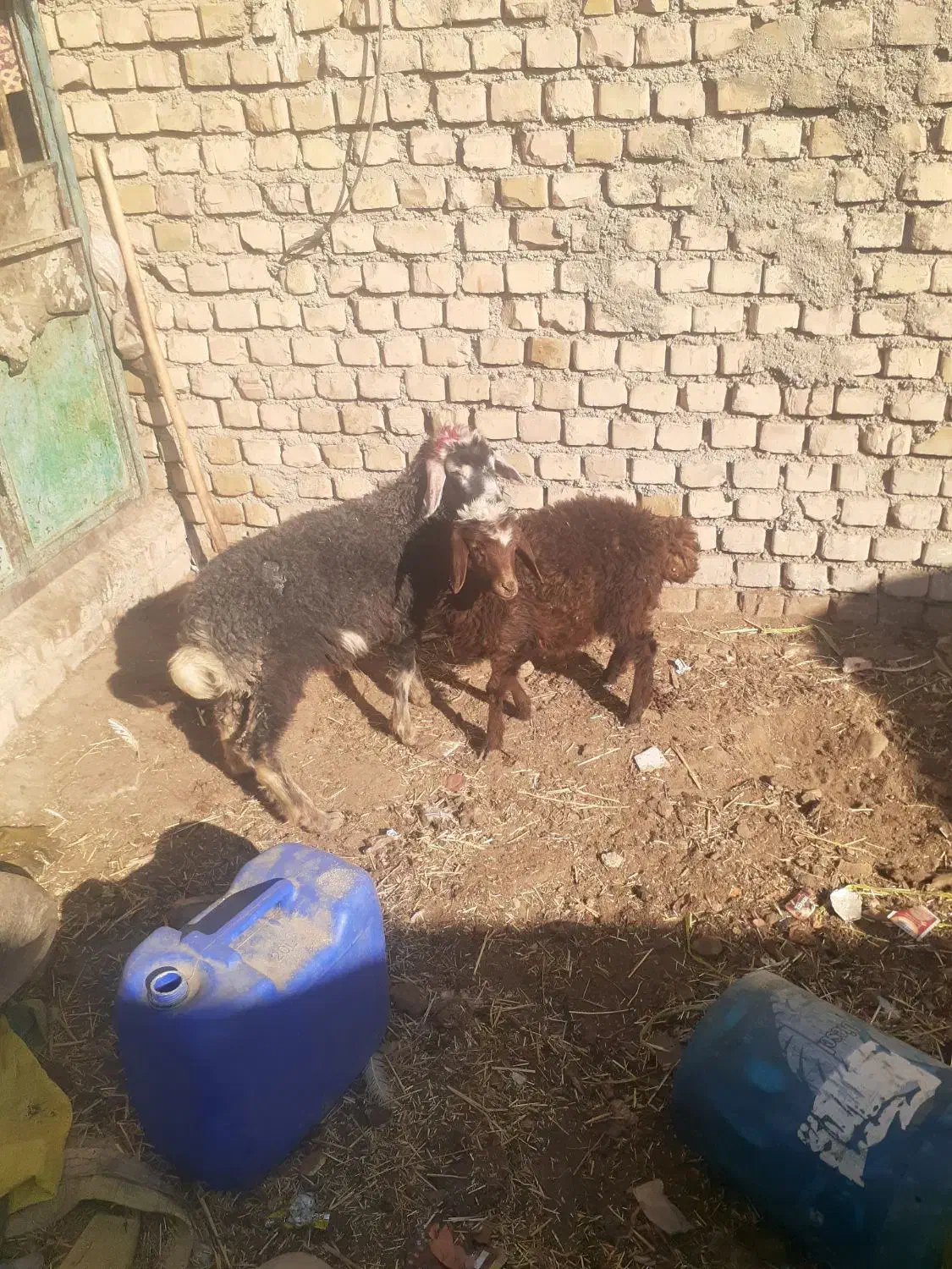 بره و بزغاله ریز|حیوانات مزرعه|نیشابور, شهید بهشتی|دیوار