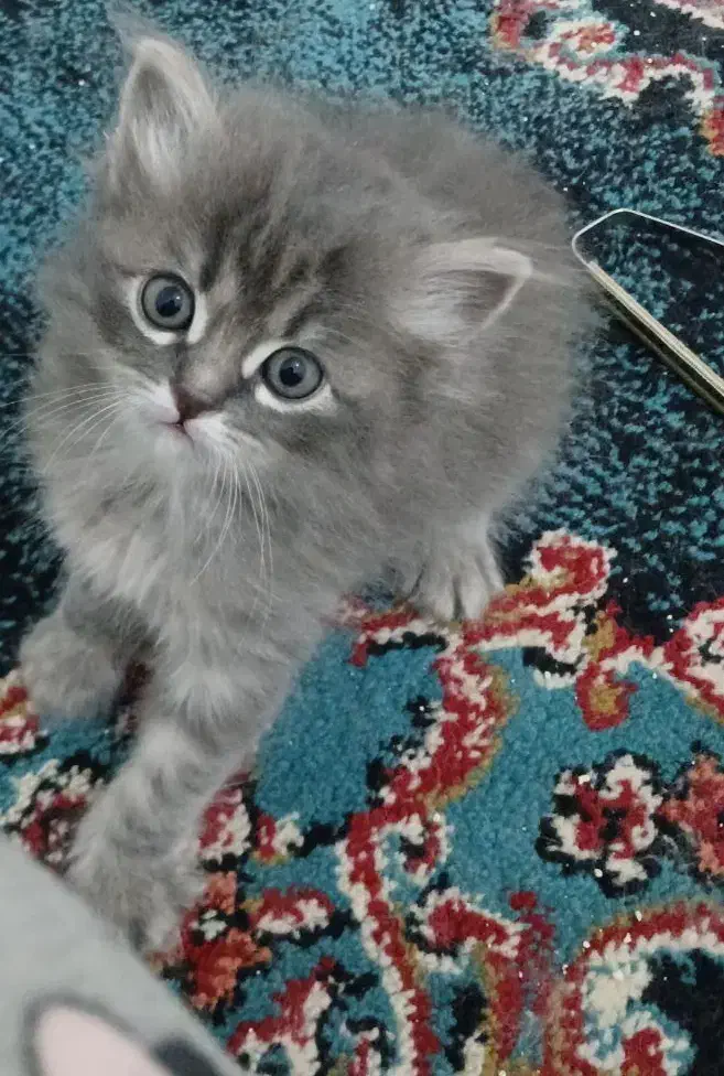 گربه پرشین سوپرفلت|گربه|اردبیل, |دیوار