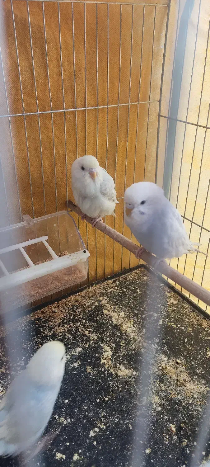 مرغ عشق|پرنده|شیراز, میانرود|دیوار