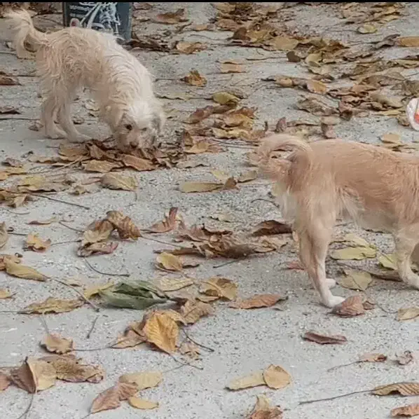 دو عدد سگ|سگ|فارسان, |دیوار