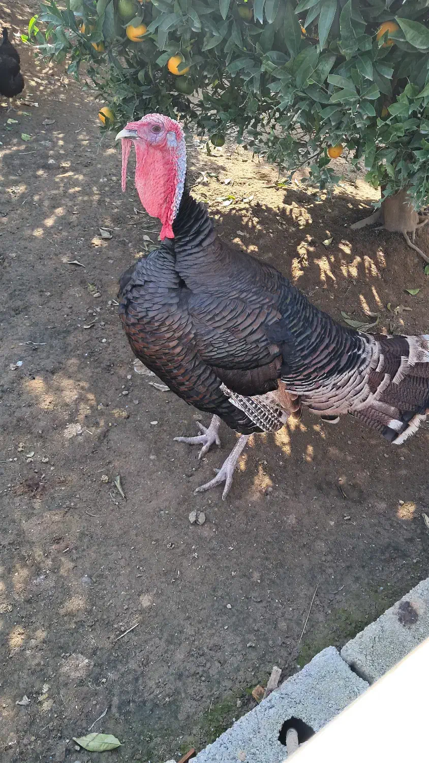 بوقلمون نر محلی برنز|حیوانات مزرعه|چالوس, |دیوار