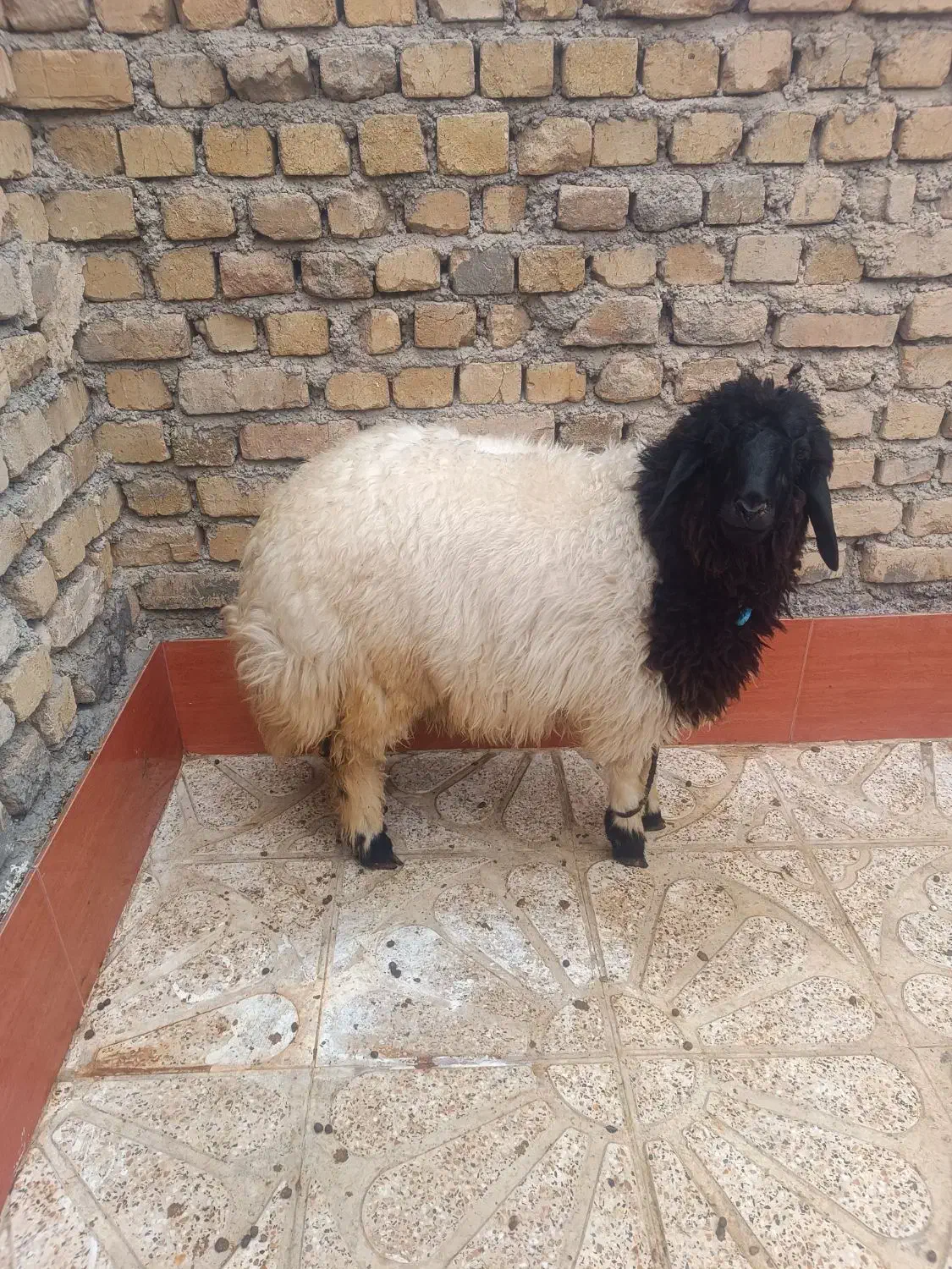 بره فروش|حیوانات مزرعه|دره شهر, |دیوار