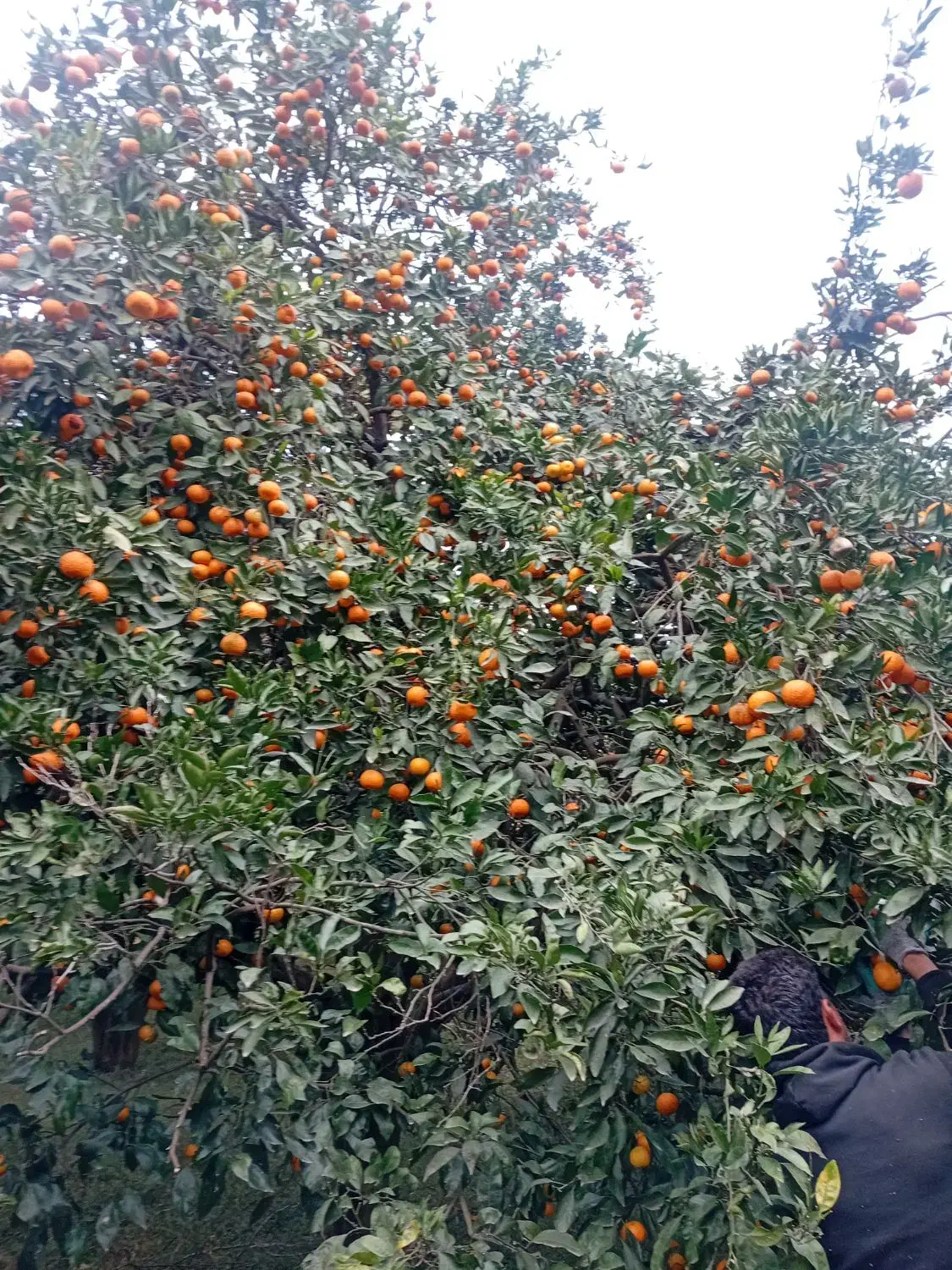 پرتقال نارنگی|خوردنی و آشامیدنی|عباس‌آباد, |دیوار