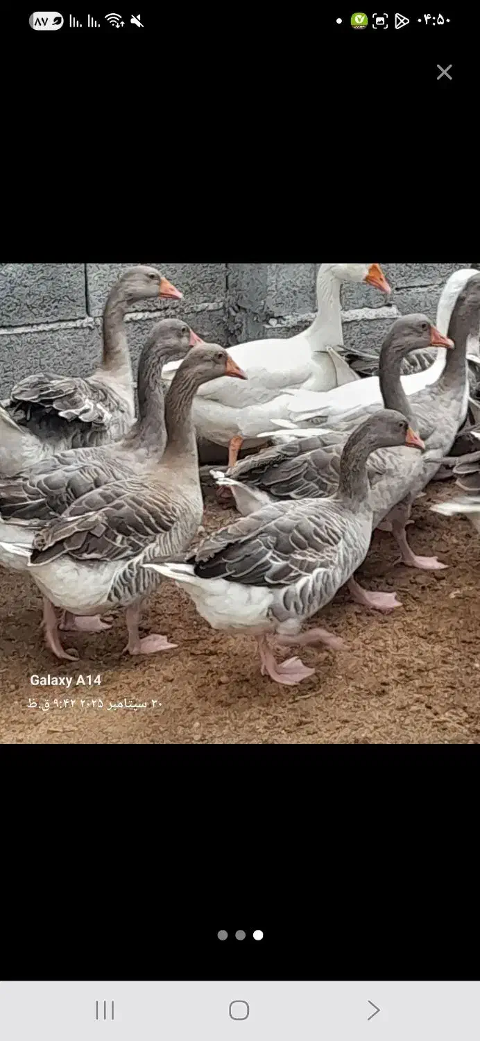 غاز محلی|حیوانات مزرعه|قائم‌شهر, |دیوار