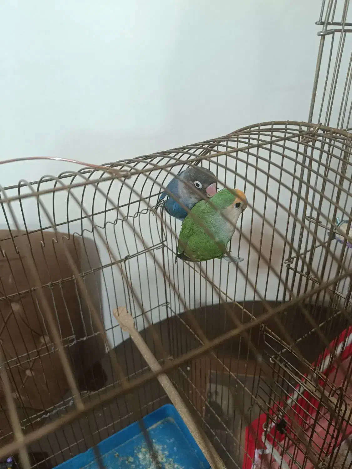 .طوطی برزیلی|پرنده|تبریز, |دیوار