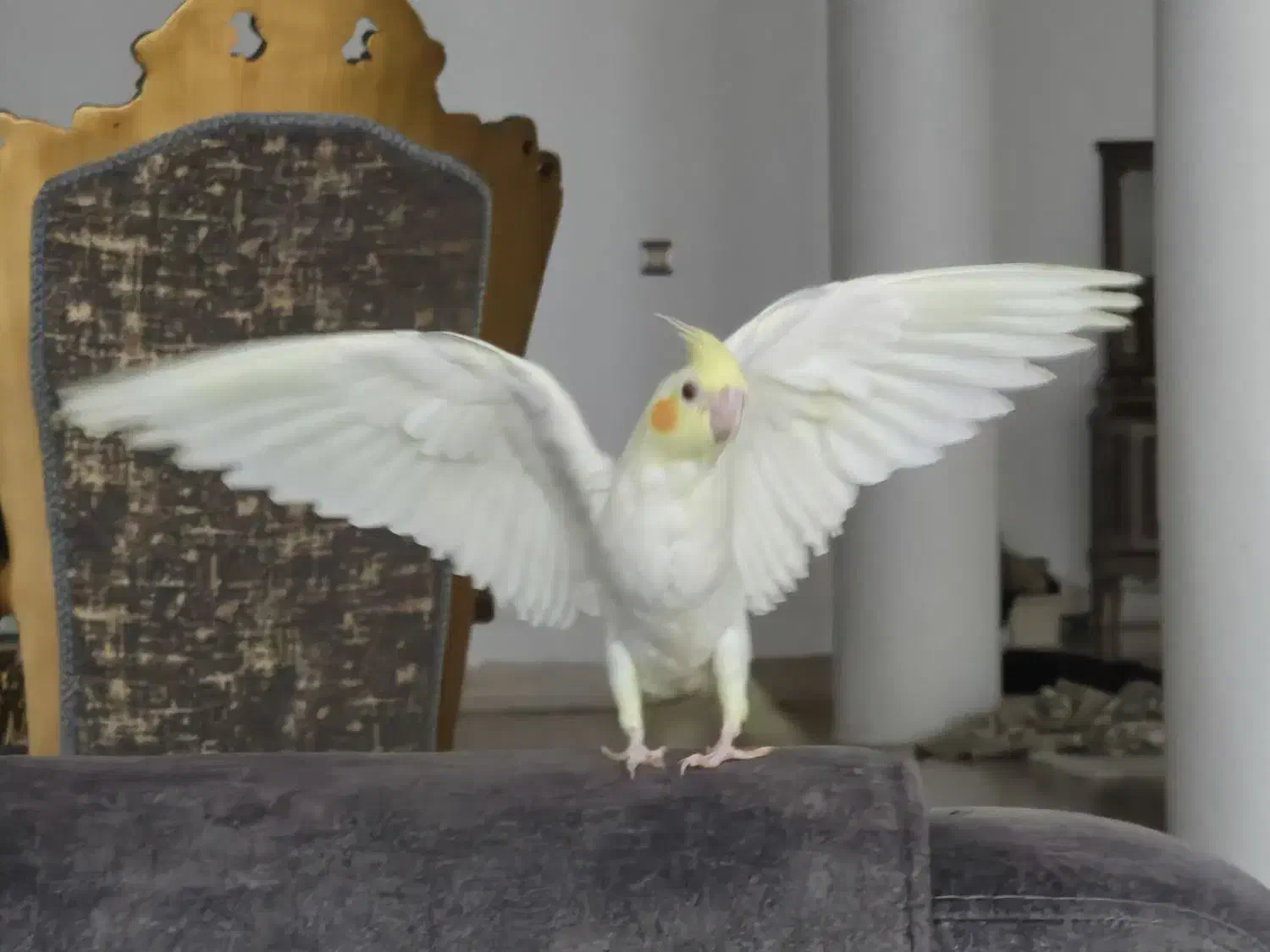 عروس هلندی دستی|پرنده|بافق, |دیوار