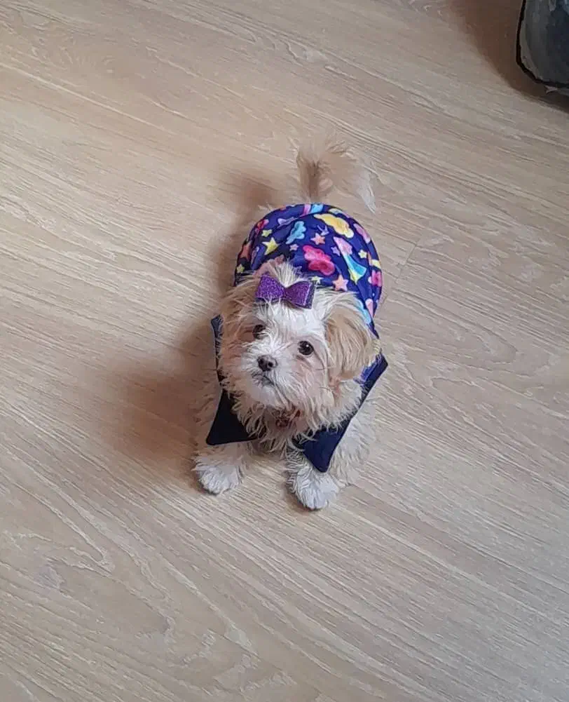 فروش فوری قیمت ۴|سگ|قم, ناصردیوان|دیوار