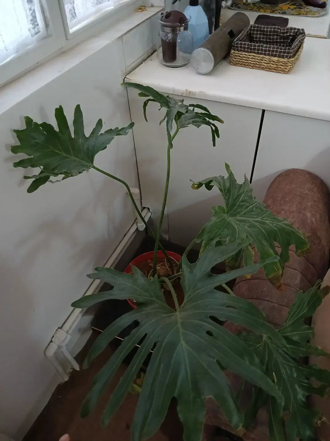 تعدادی گل و گلدان|گل و گیاه طبیعی|کرمان, |دیوار