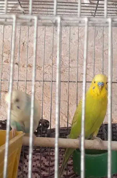 پرنده|پرنده|فیروزآباد (فارس), |دیوار