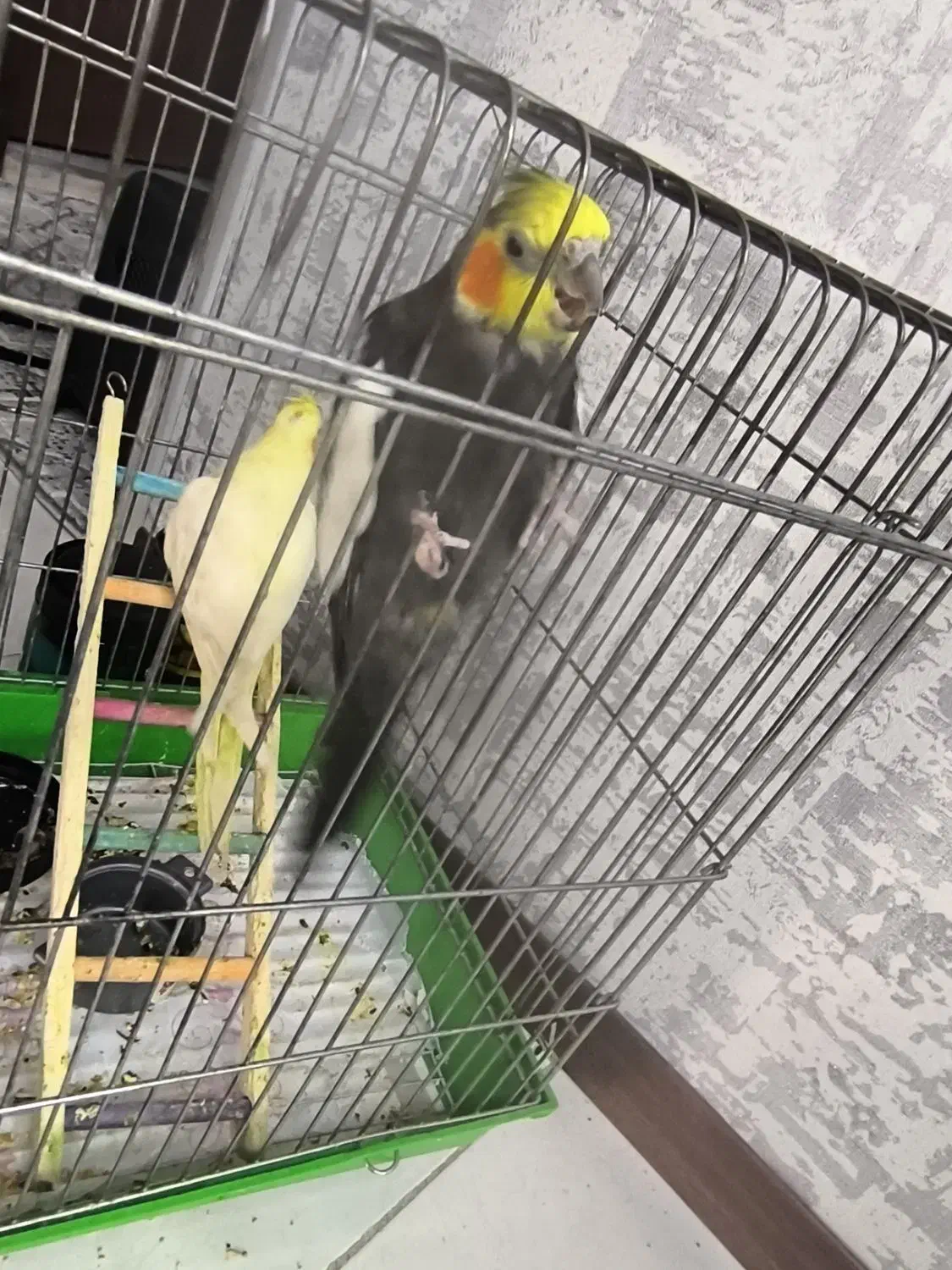 عروس هلندی|پرنده|پردیس, فاز ۸|دیوار