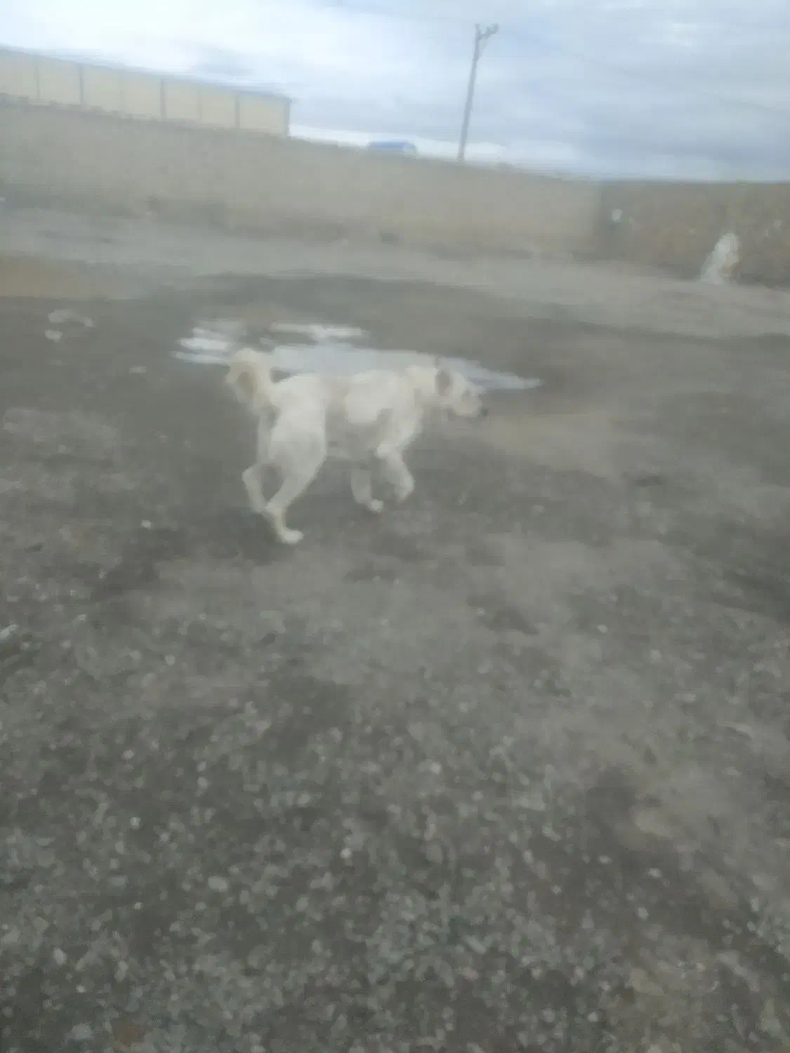 نگهبان|سگ|مشهد, نوید|دیوار