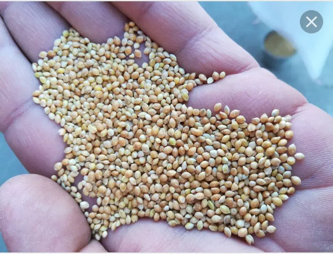 ارزن (الم)|حیوانات مزرعه|مرودشت, بیست متری بیمارستان|دیوار