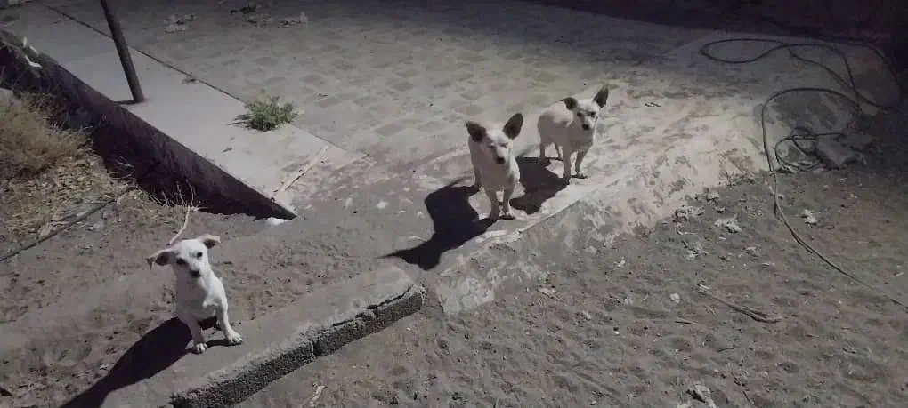 ۳عدد،طوله سگ ۴ماهه|سگ|رفسنجان, |دیوار