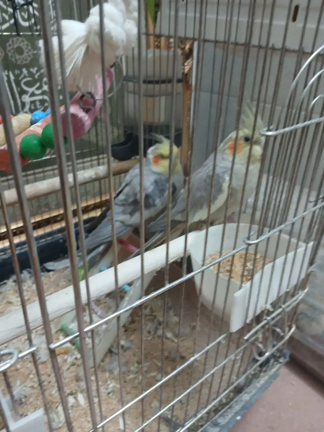 عروس هلندی سه عدد|پرنده|قم, نوبهار|دیوار