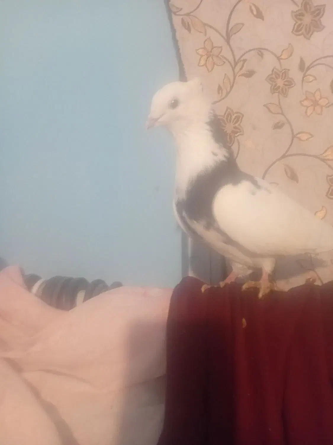 کفتر|پرنده|نوشین شهر, |دیوار