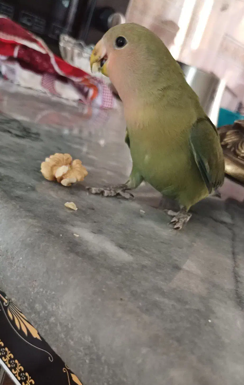 طوطی برزیلی اهلی|پرنده|اردبیل, |دیوار