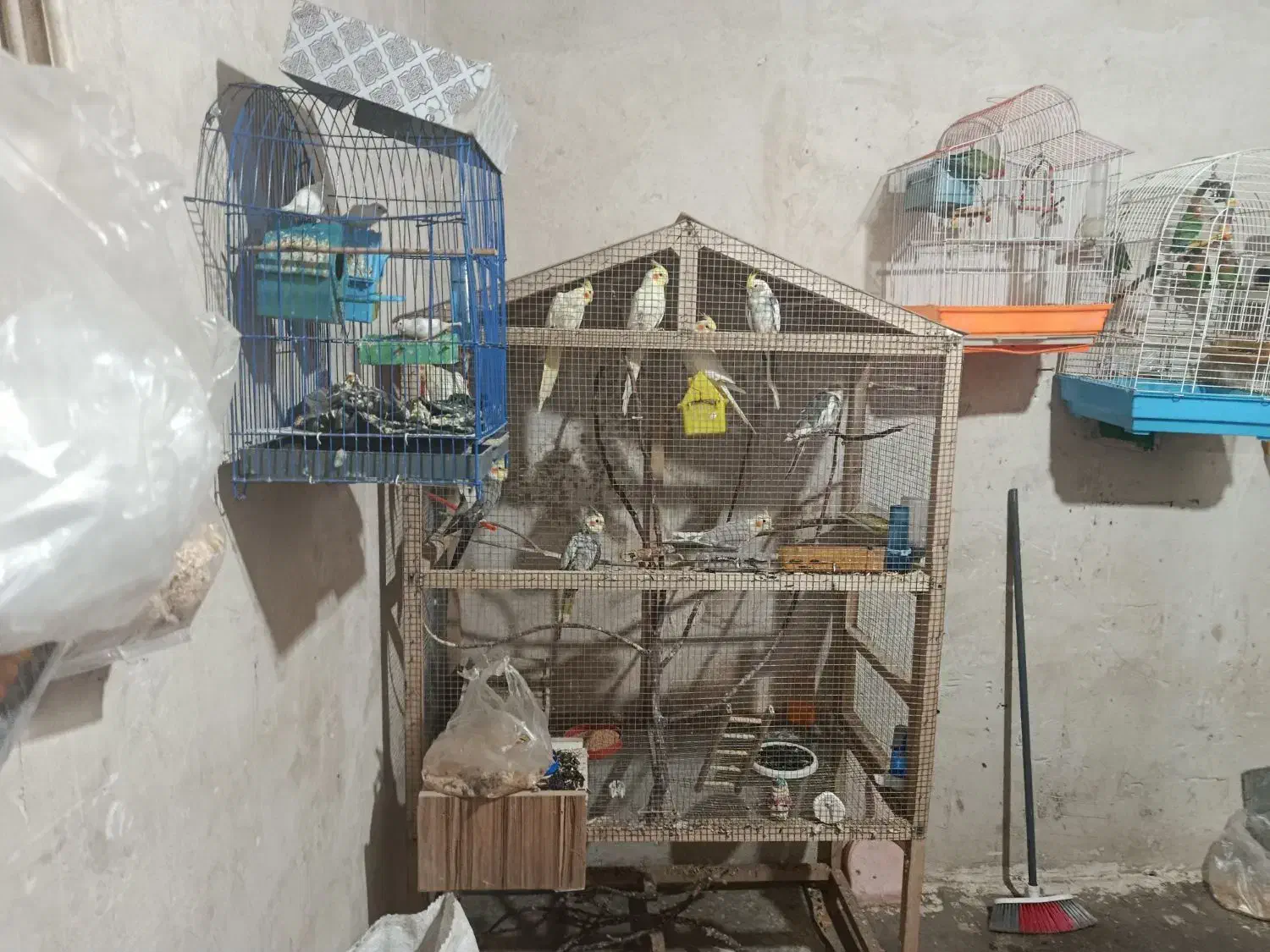 ۱۰عدد عروس هلندی ۲عدد مرغ مینا و ۳عدد فنچ|پرنده|بوکان, |دیوار