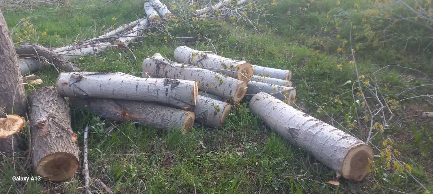 خرید و فروش چوب ترو خشک وقلمه و..|عمدهفروشی|مشگین شهر, |دیوار