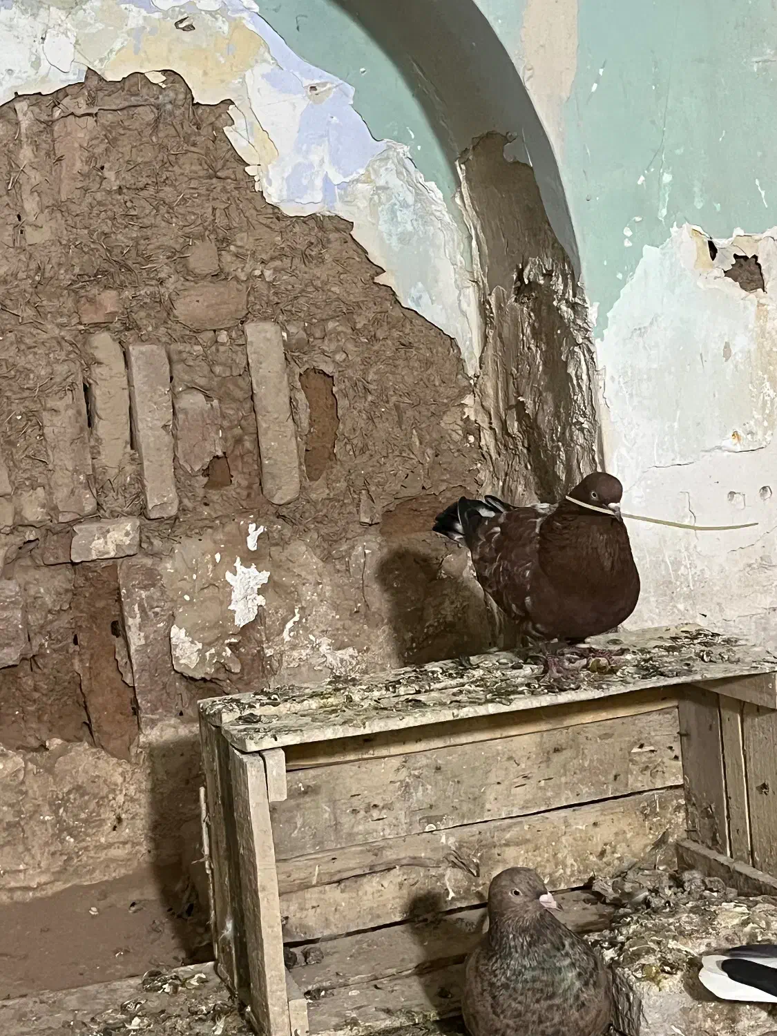 تاپ نر ماده با جوجه|پرنده|اهواز, آریاشهر|دیوار