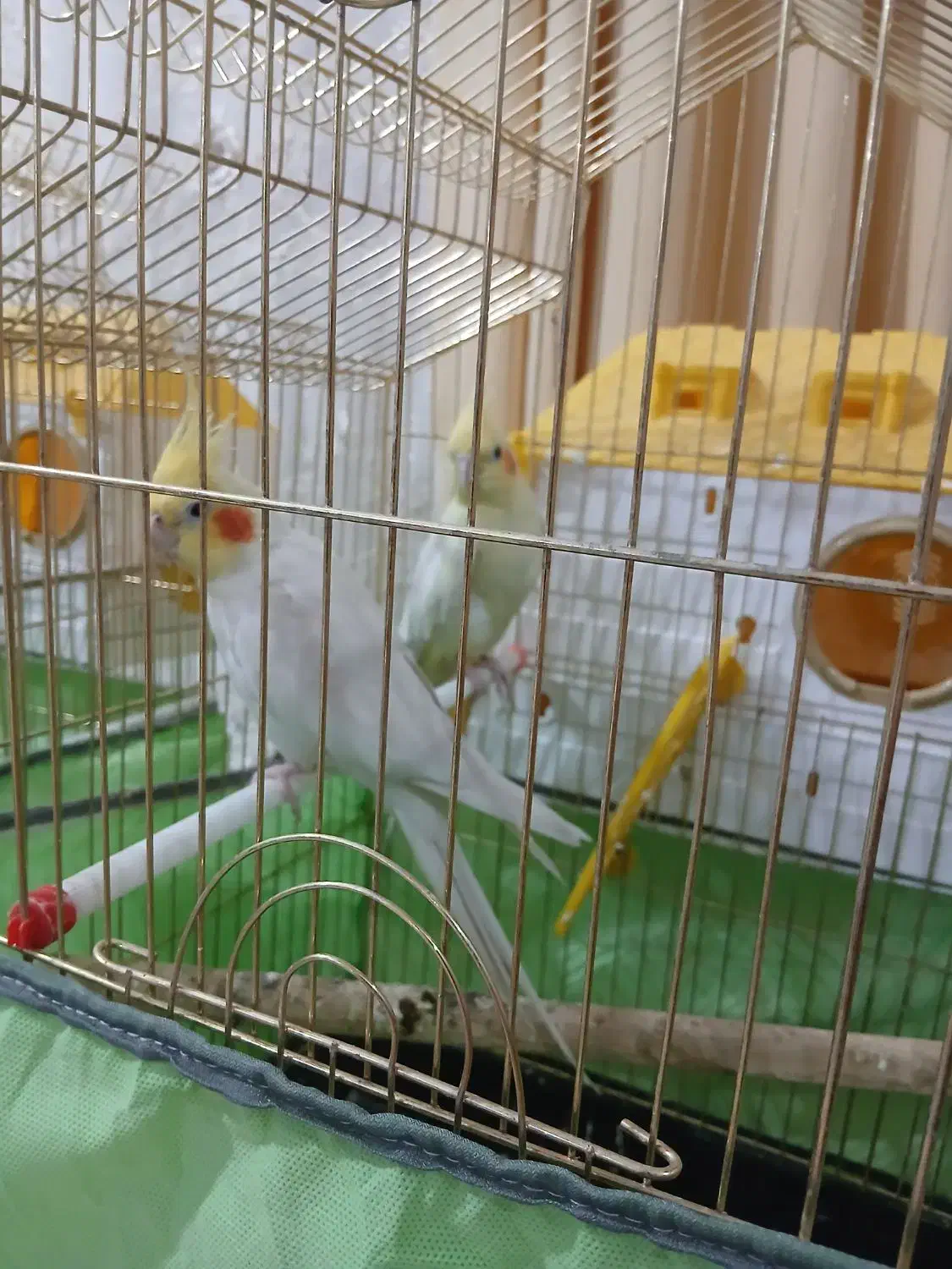 دوجفت عروس هلندی نروماده با چهار تا تخم مرغ سالم|پرنده|اردبیل, |دیوار