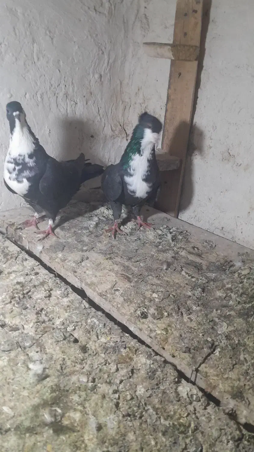 کفتر ریش|پرنده|نگین شهر, |دیوار