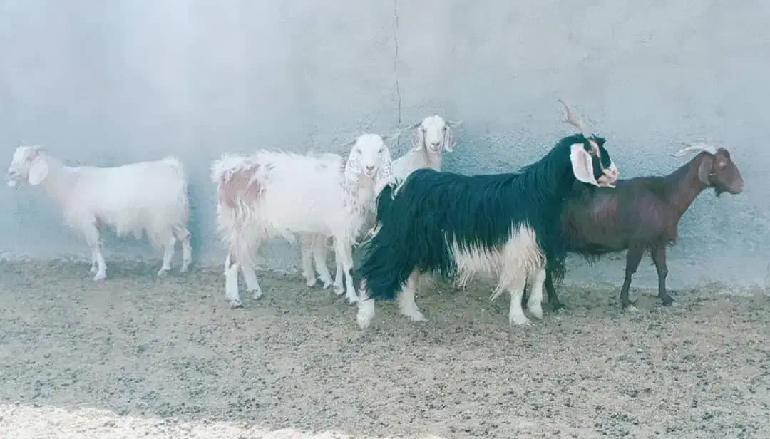 فروش 6راس بز بدون کره .ابستن رو مایه|حیوانات مزرعه|رحمت‌آباد, |دیوار