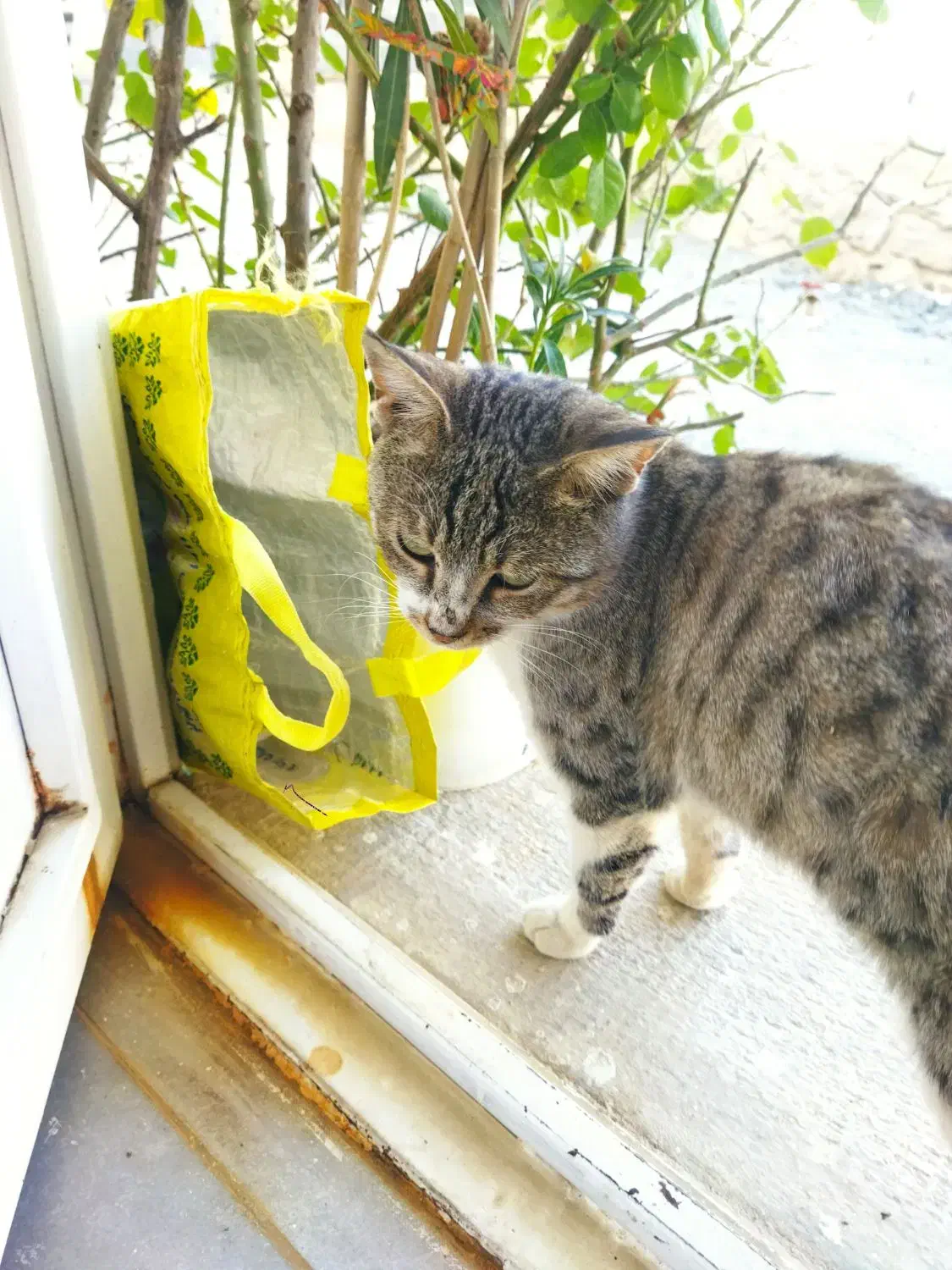 گربه وابسته و بی ازار|گربه|سنندج, |دیوار